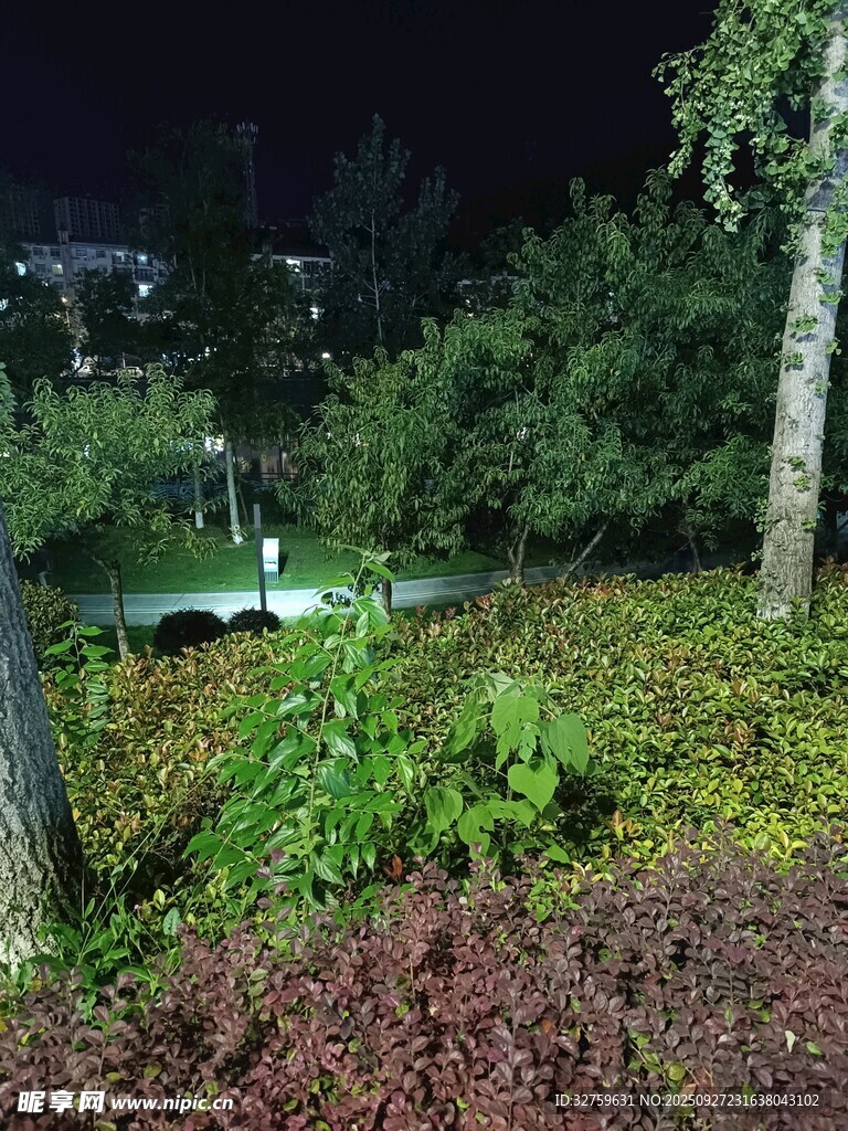 夜晚静谧花园景观