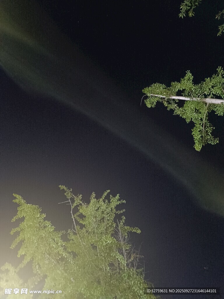 夜空下的绿植