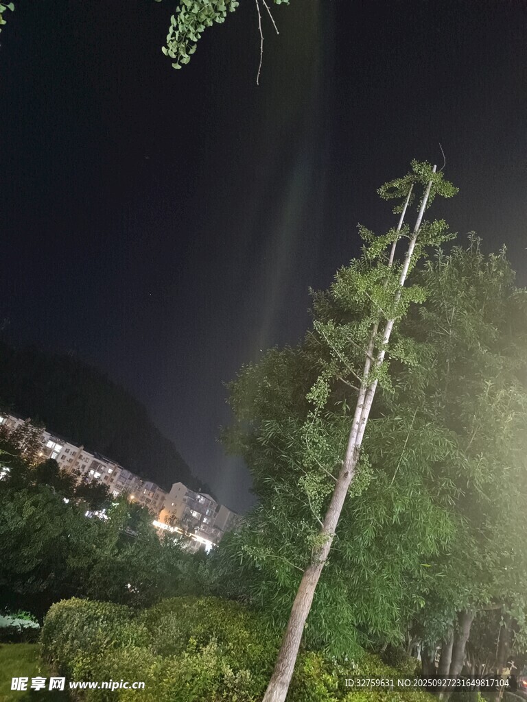 夜晚林间景色