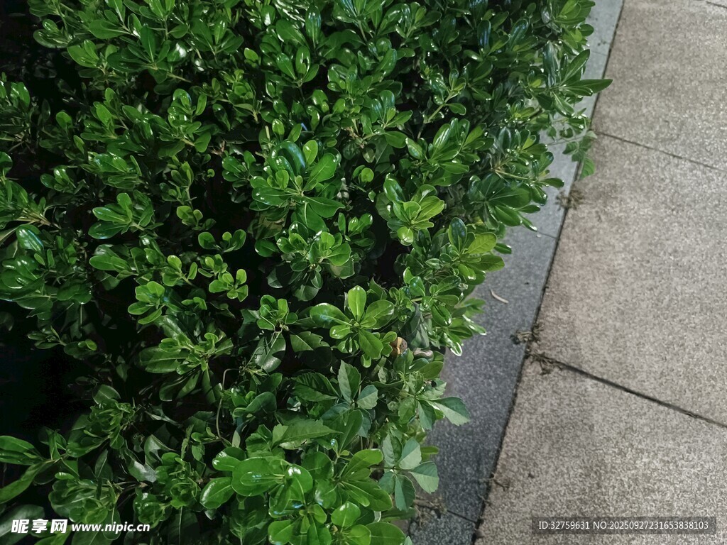 路边翠绿灌木丛景观