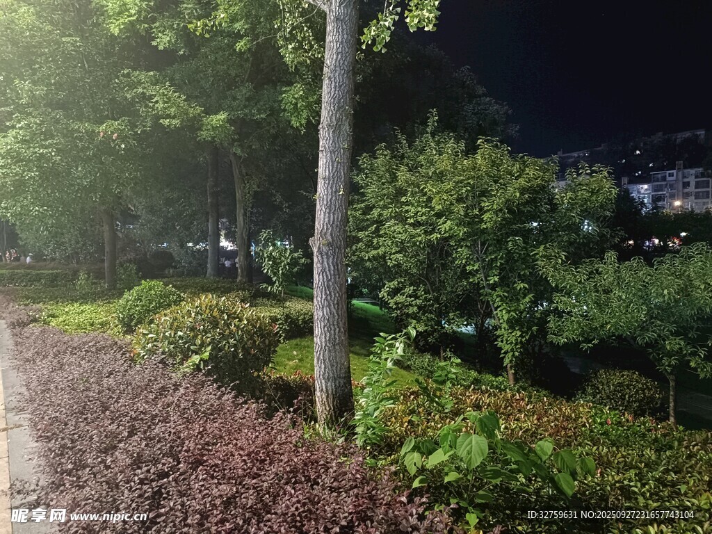 夜晚街边绿植景观