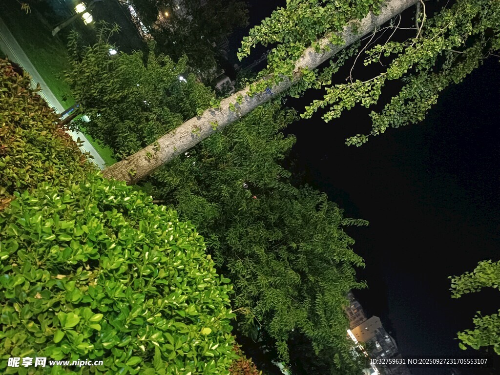 俯瞰繁茂绿植与树木景观