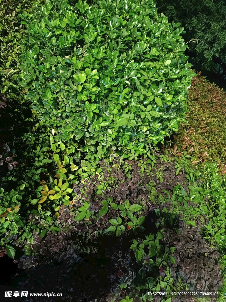 繁茂绿植景观