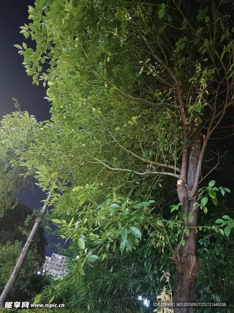 夜晚下的葱郁树木