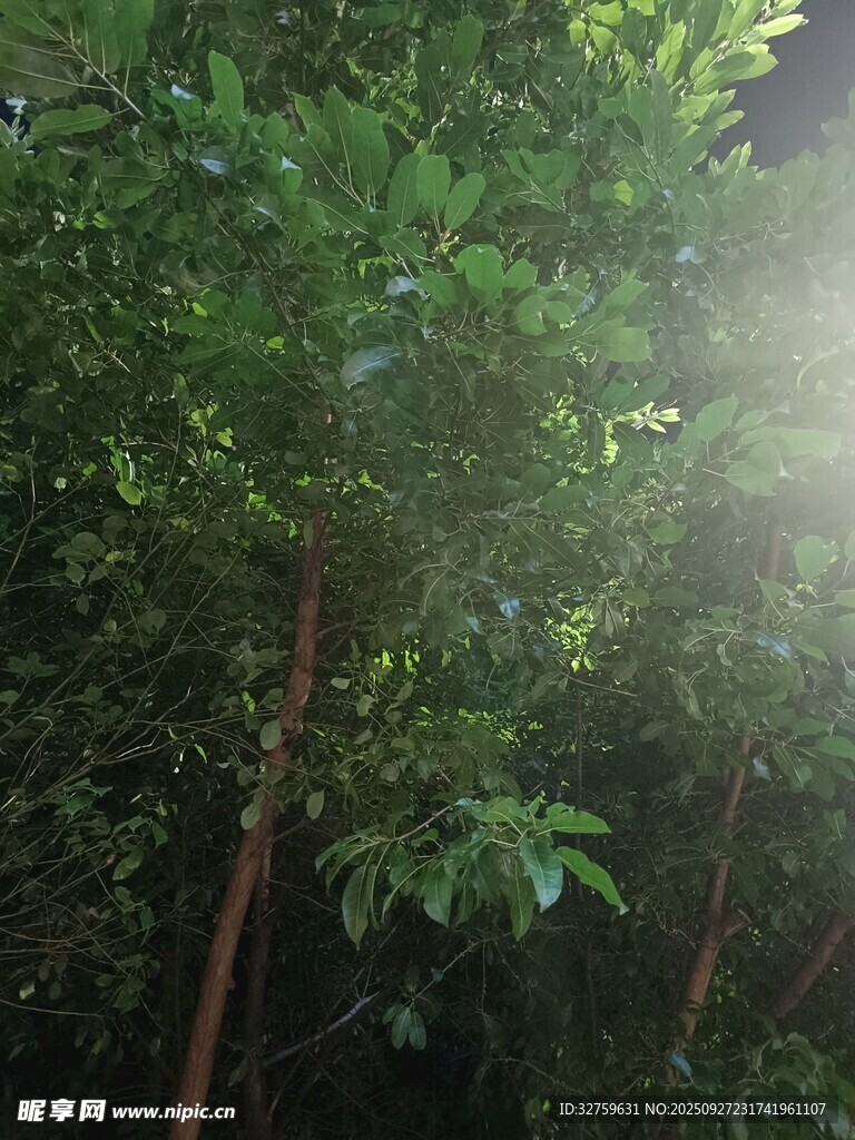 阳光穿透茂密绿荫
