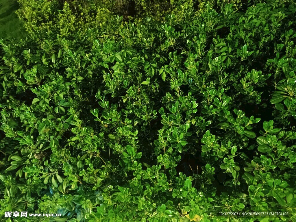 翠绿繁茂的植物墙
