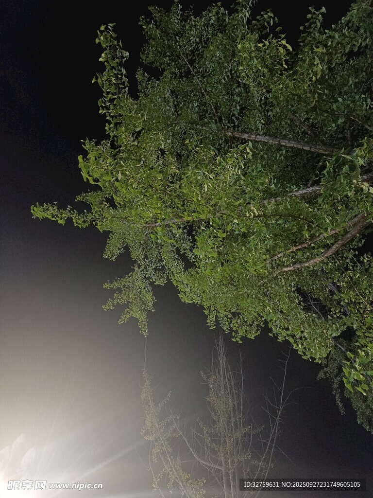 夜中树木被光照亮景象