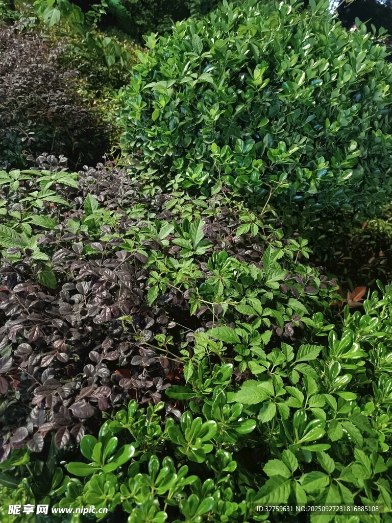 多彩绿植景观