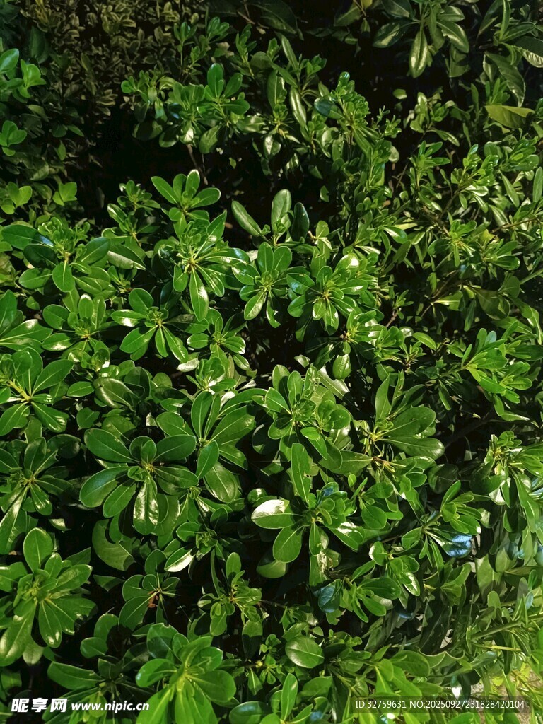 翠绿繁茂的植物景观