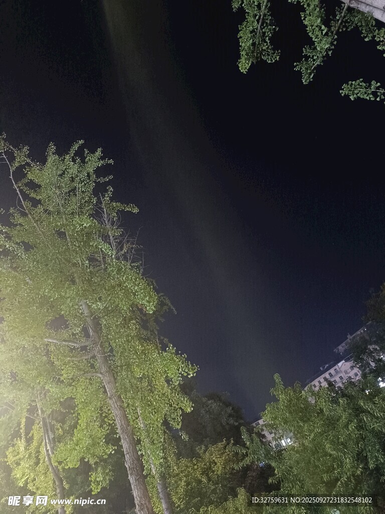 夜晚林间灯光下的树木