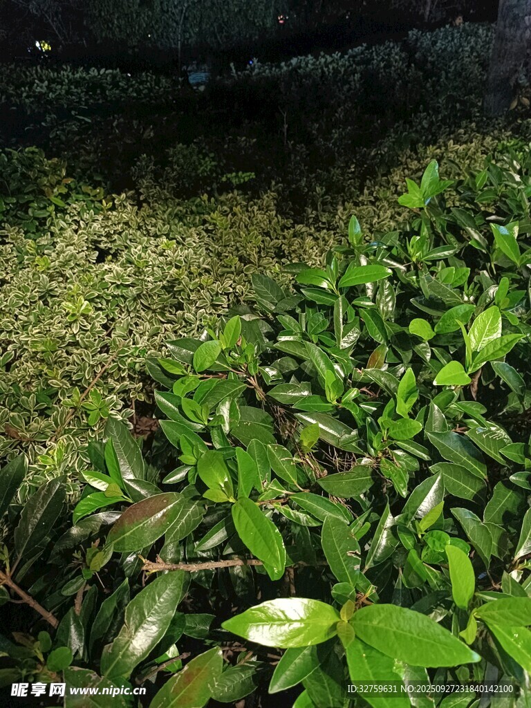 夜间绿植景观
