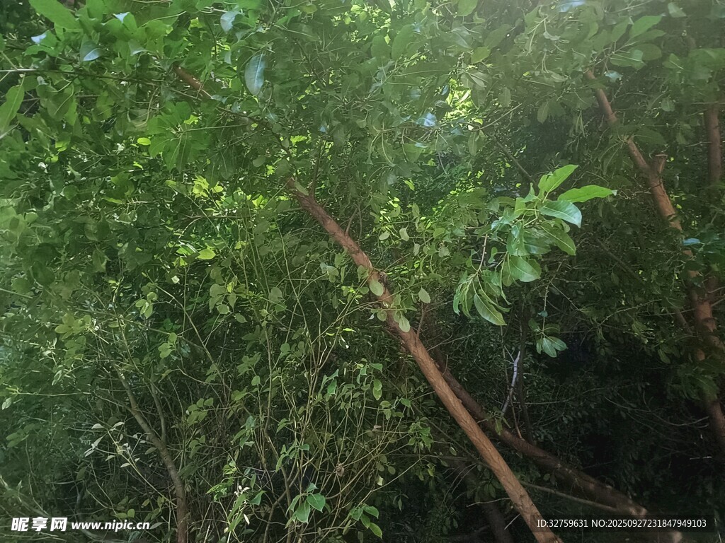 茂密丛林中的繁茂枝叶