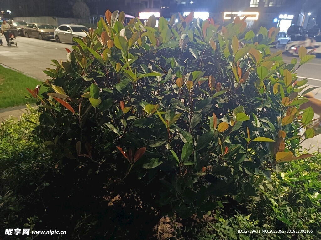 夜晚绿植景观