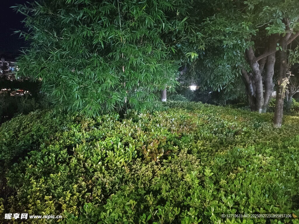 夜晚绿植景观