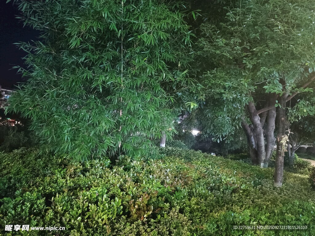 夜晚绿植景观