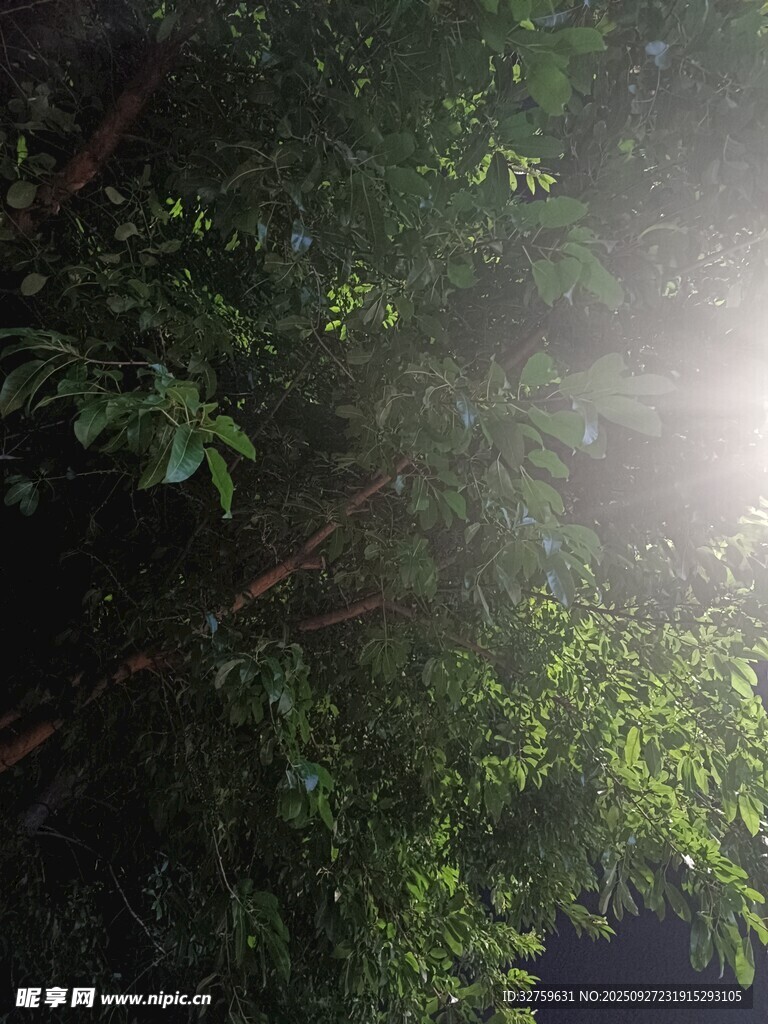 夜晚丛林间的光束