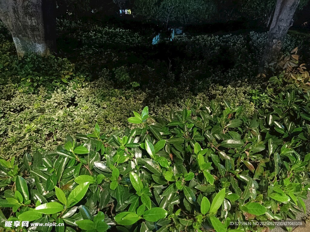夜晚绿植景象