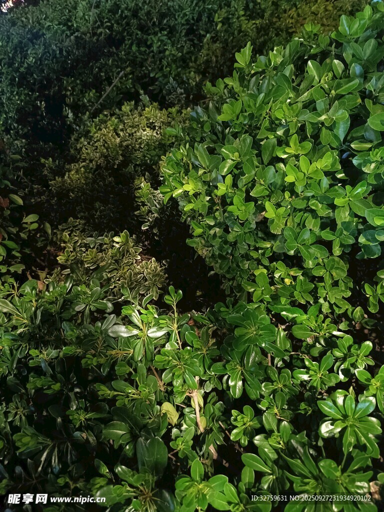 茂密绿植景观