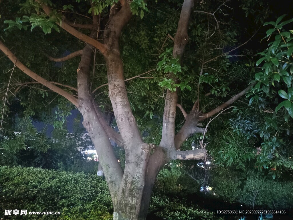 夜晚中的繁茂树木