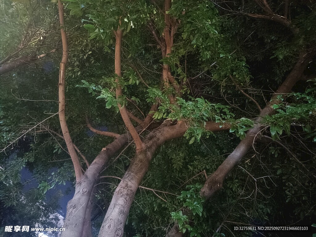 溪边繁茂树枝与绿叶