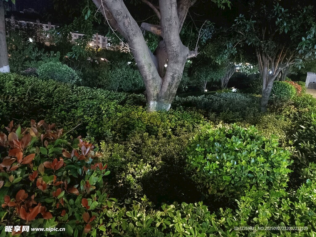 夜晚园林绿植景观