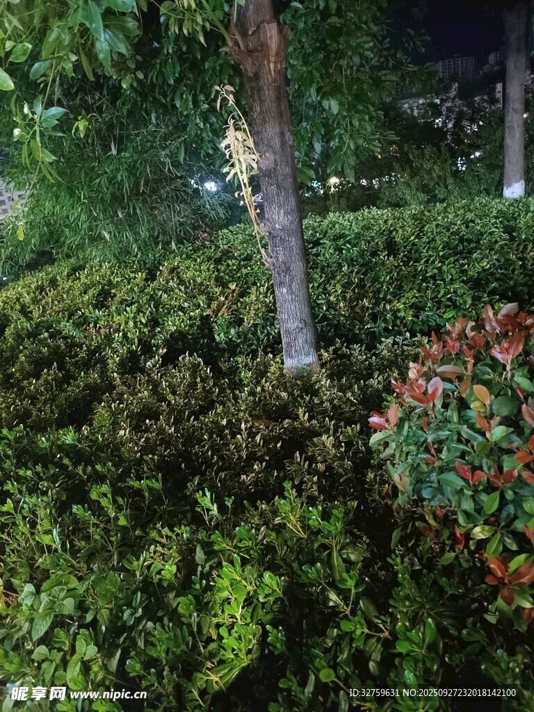 繁茂绿植景观