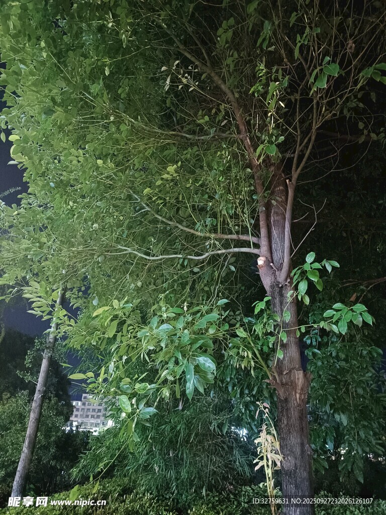 茂密树林中的挺拔树木