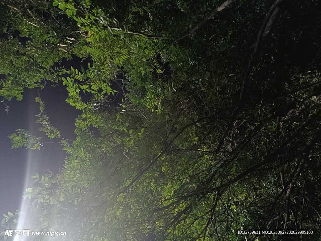 林间阳光穿透绿意景象