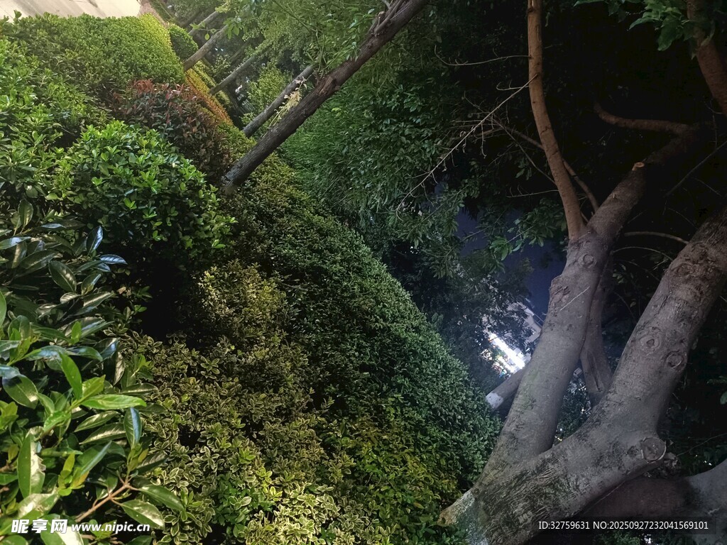 茂密丛林中的倾斜树木