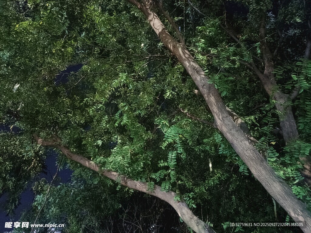 繁茂树枝与绿叶的景致