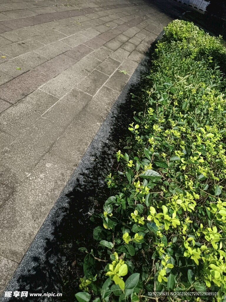 路边绿植景观
