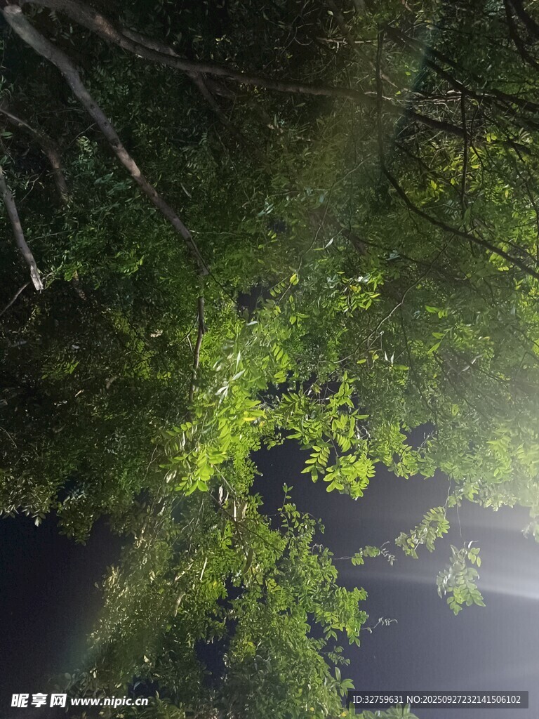 林间微光下的繁茂绿叶