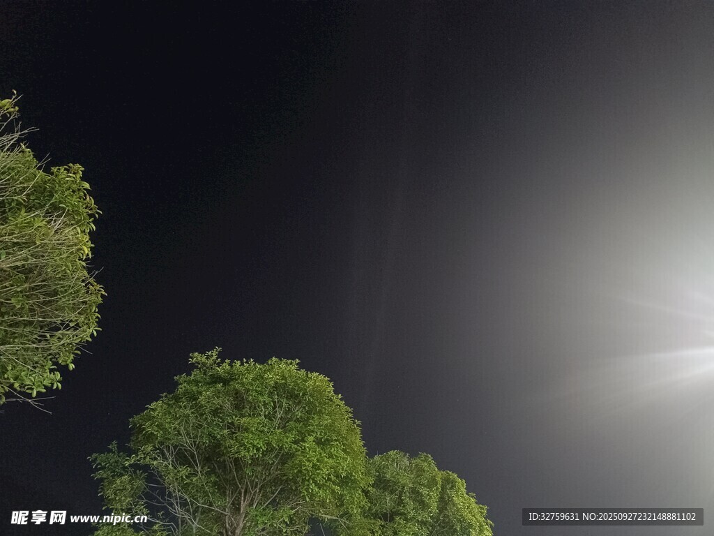 月夜下的葱郁树梢