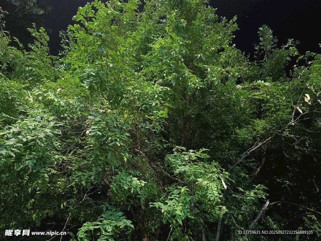 繁茂绿植夜景