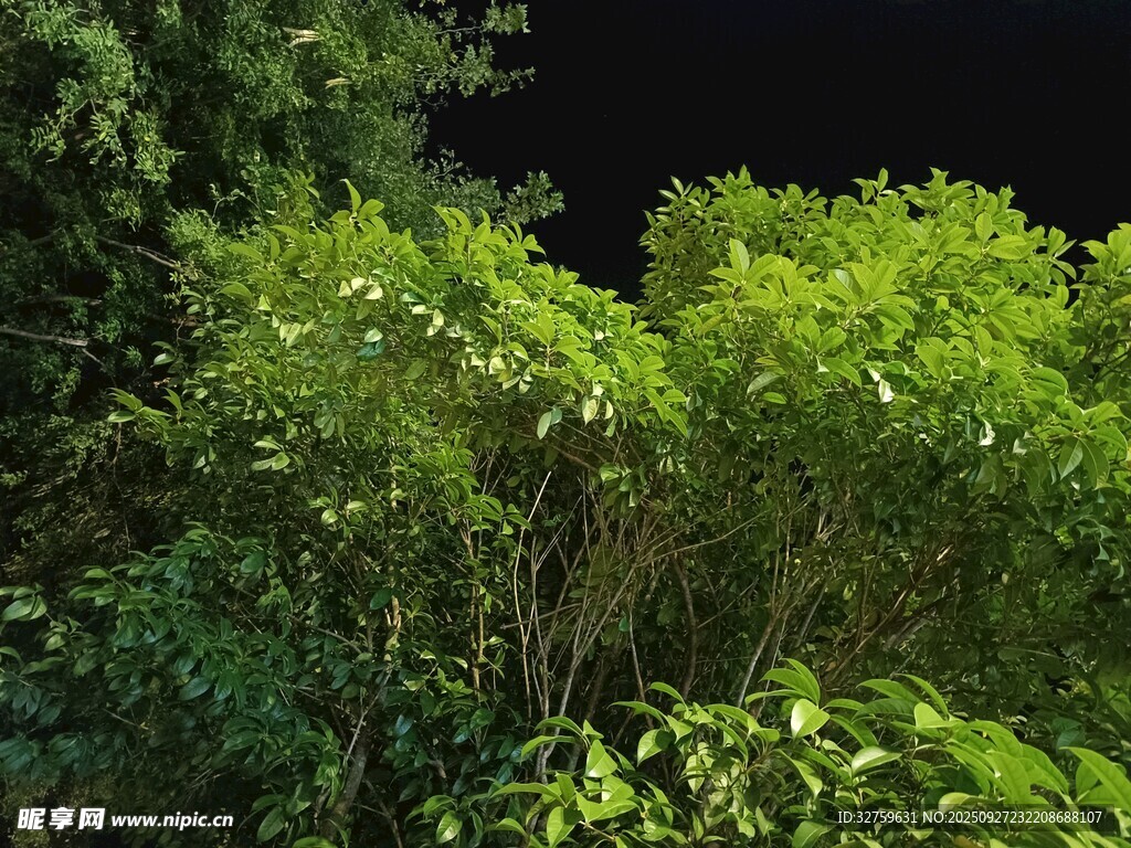 夜晚繁茂绿植景观