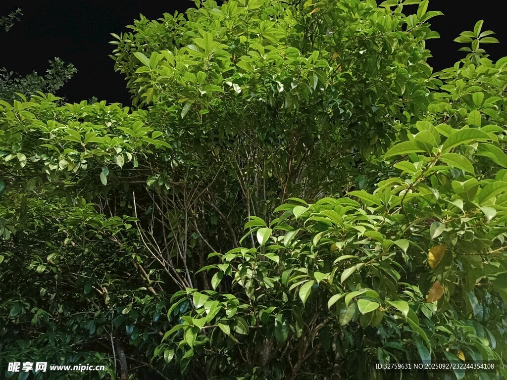 繁茂绿植景观