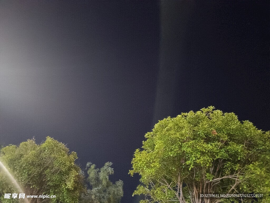 夜空下的葱郁树木