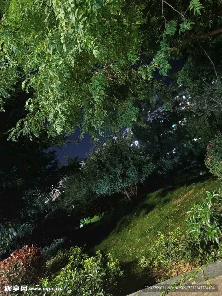 夜晚绿植景观