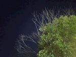 暗夜中绿植与枯枝景象