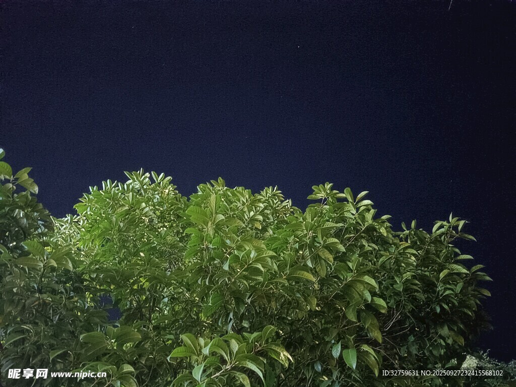 夜幕下的葱郁绿植