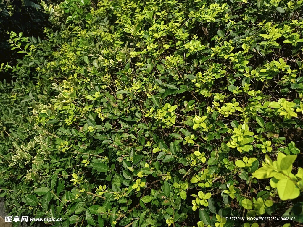 繁茂绿植景观