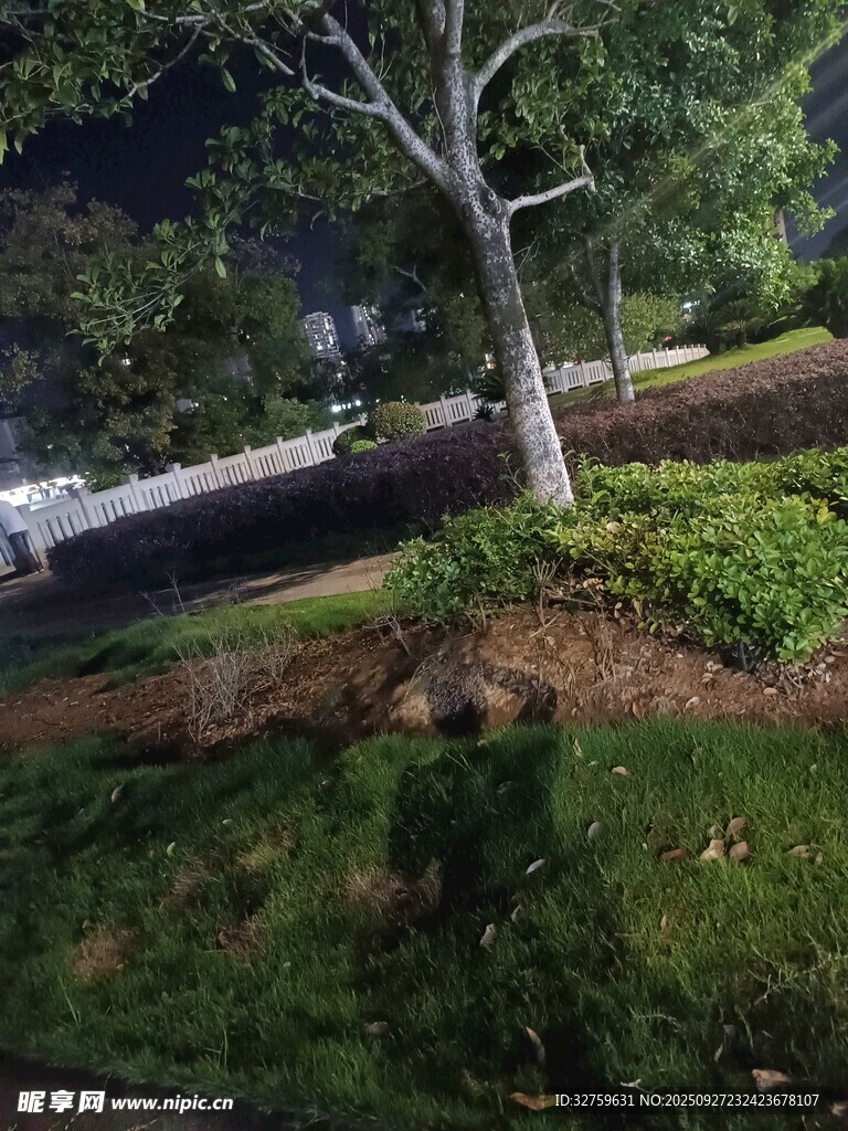 路边树木与绿植景观