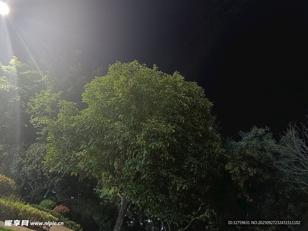 暗夜中被照亮的葱郁树木