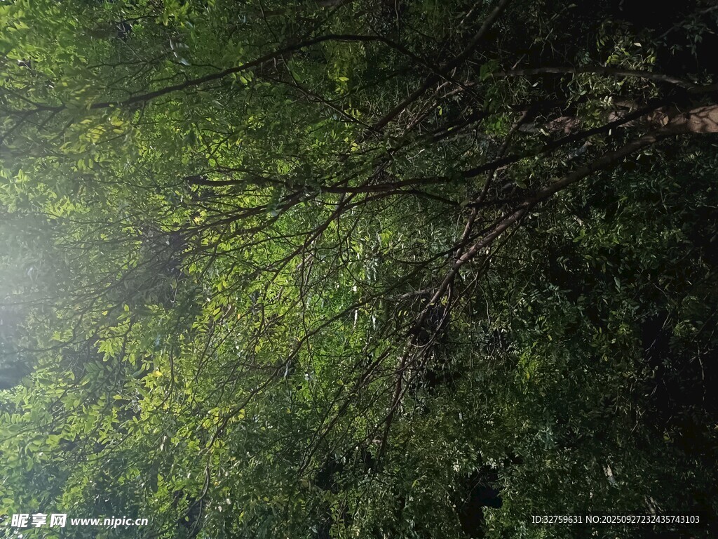 林间绿意