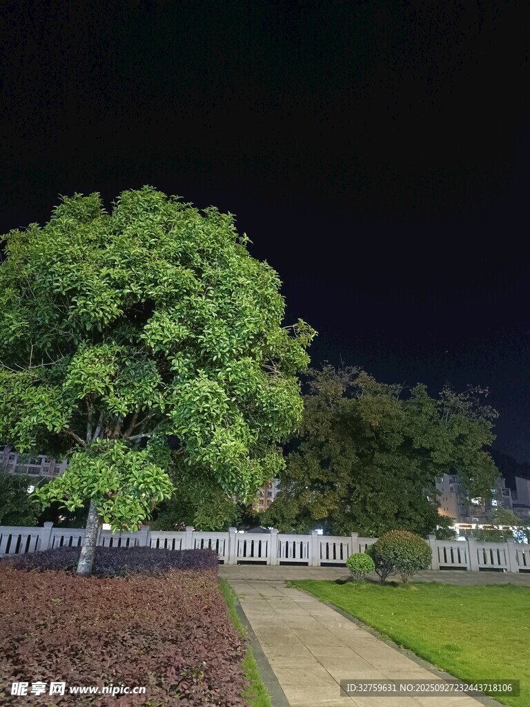 夜晚庭院中的葱郁大树