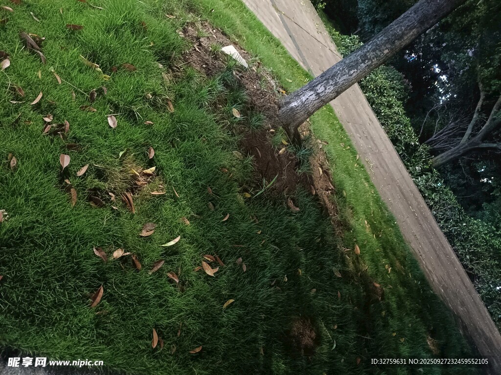 路边绿意盎然的草地与树木