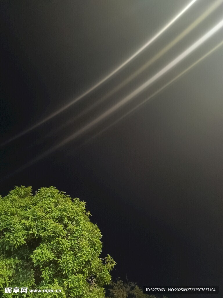 夜空下的绿树与光轨