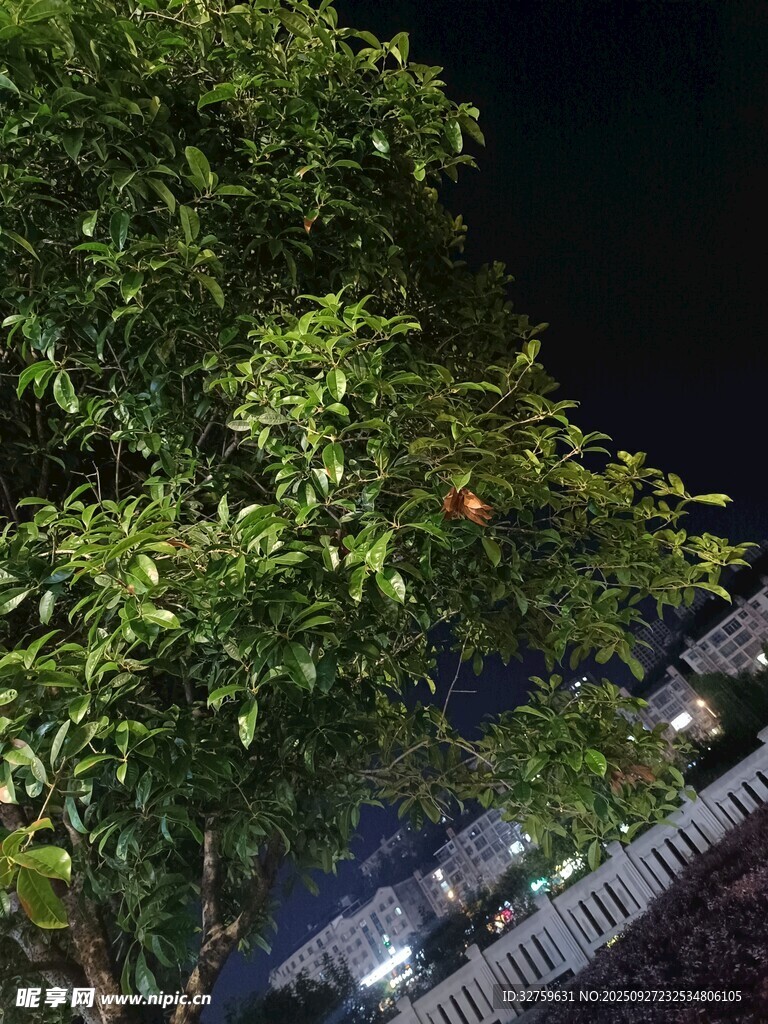 夜晚绿植与灯光景观