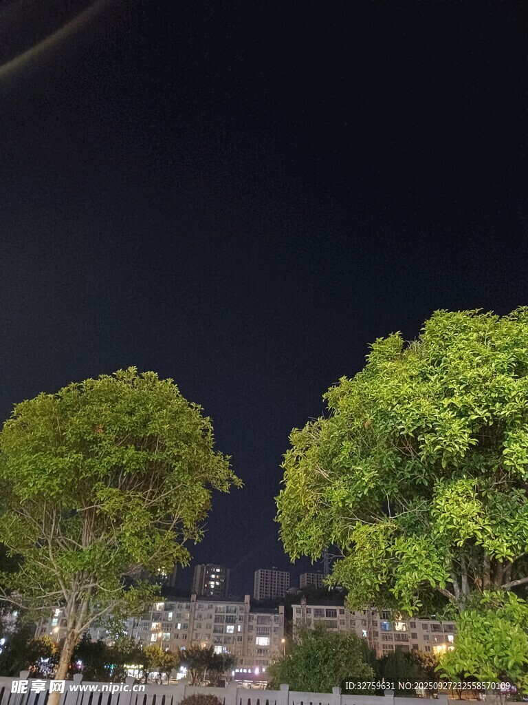 夜晚葱郁树木景观