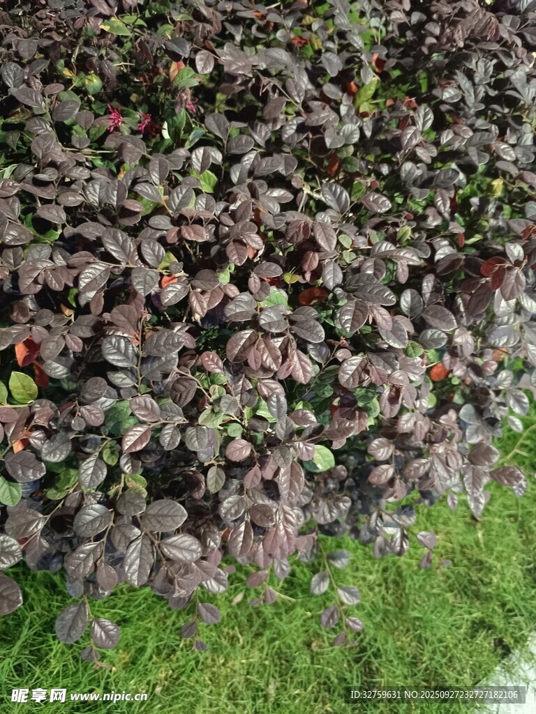 紫叶植物近景特写